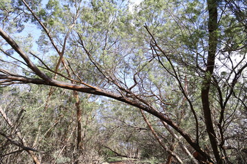 path between the forest trees 