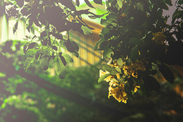 .Golden Shower Tree(Cassia fistula) is beauty yellow flower in summer,Cassia fistula flower or golden shower flower.