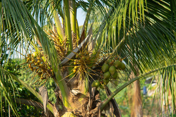 The inner flesh of the mature seed, as well as the coconut milk extracted from it, form a regular...