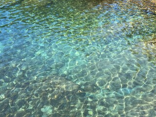 Sea water clear transparent seaweed algae underwater.