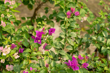 Close-up of yellow flowering plant,Closeup Group of Yellow Bougainvillea Flowers Isolated on Background,Close-up of pink bougainvillea glabra plant,Close-up of pink bougainvillea glabra blossoms