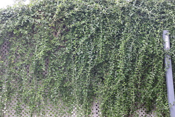 Climber plant background. Creeper plant texture.