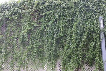 Climber plant background. Creeper plant texture.