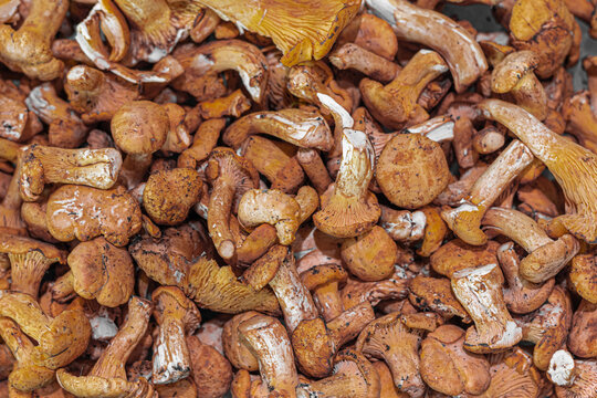 Golden chanterelle mushroom (Cantharellus cibarius)
