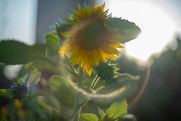 Annuus are yellow, the petals are large, the pistils are round and yellow. 
Close-up of Helianthus Annuus field against sky,
Close-up of sunflowers or Helianthus Annuus on land
