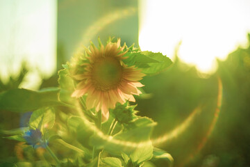 Annuus are yellow, the petals are large, the pistils are round and yellow. 
Close-up of Helianthus...