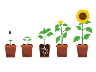 Vector illustration of sunflower growth on pot for book, education .Growing plant stages. Seeds, watering step, sprout and flower, grown plant. House or outdor plant. Grow proces.flower evolution
