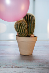 Pink balloon falls on ball cactus