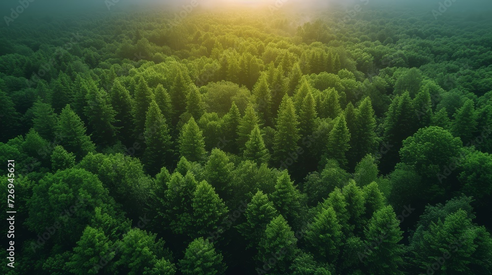 Poster aerial view of green coniferous forest with sunlight. nature background - generative ai