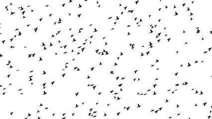 Fototapeta premium Beautiful illustration of flying birds on plain white background