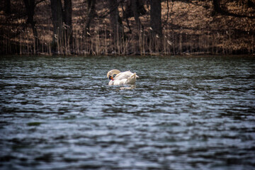 Swan in spring, beautiful waterfowl Swan on the lake in the spring, lake or river with a Swan
