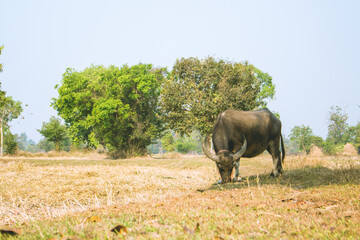 buffalo eating, A buffalo is walking and eating grass in a harvested field.