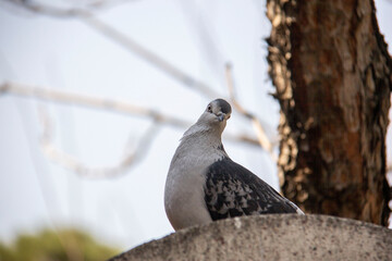 Free pigeon, of course, curious - This pigeon kept seeing me while resting and curiously following my movements