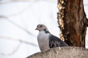 Free pigeon, of course, curious - This pigeon kept seeing me while resting and curiously following my movements
