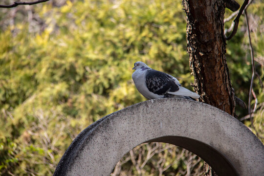 Free pigeon, of course, curious - This pigeon kept seeing me while resting and curiously following my movements
