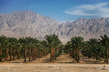 Fototapeta na wymiar A plantation of date palms in Israel