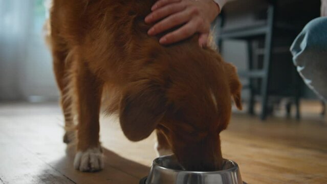 Girl putting dog bowl on floor close up. Healthy pet start eating dry nutriment