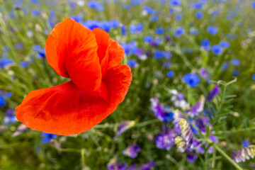 blühende Wiesen und Felder mit Mohn und Kornblumen