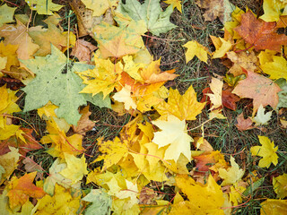 Yellow maple leaves lie on the ground like a continuous carpet