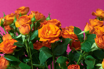 Beautiful red roses on a red background