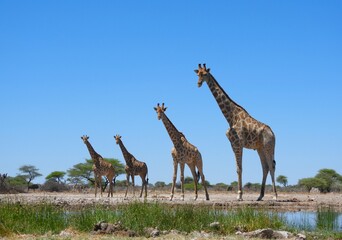 Tower of Giraffes, Namibia