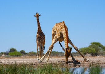 A tall drink for a Giraffe