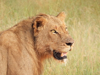 Young male Lion, Namibia