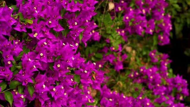bougainvillea blooms. Red Bougainvillea spectabilis great bougainvillea flowers with a blurred background. Nature background.