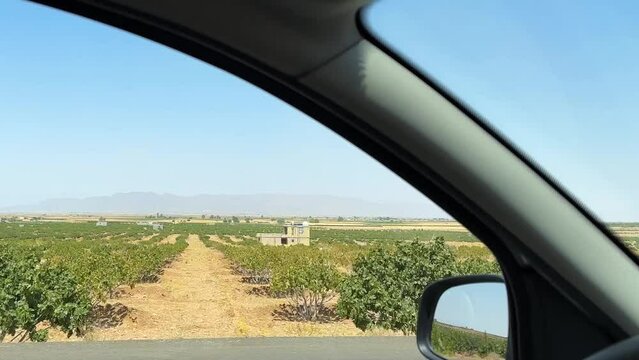driving highway fig garden landscape iran summer season countryside dry fruit orchard sun dry nuts sweet delicious fruits make pie desert in transportation factory the blue sky line perspective view