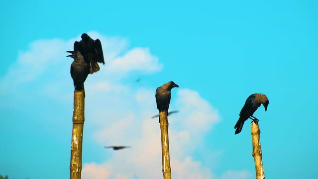 Three crows perched on top of cut bamboo pole against sunny blue cloudy sky. Establishing shot