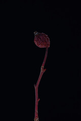 dry rosehips on twigs on a black background