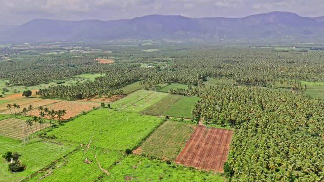 Top view of green agricultural lands surrounded with coconut trees and hills at background during a sunny day in Theni, Tamil Nadu. Aerial Shot.