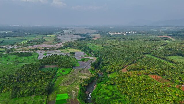 Aerial shot of plant farm filled with coconut trees and a lake dividing two farms with beautiful landscape in Theni, Tamil Nadu.