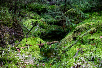 W&uuml;rzbacher Moor