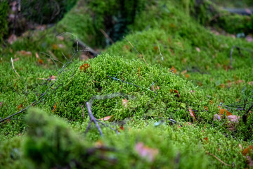 W&uuml;rzbacher Moor