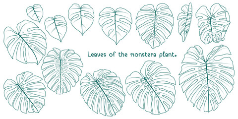 leaves of monstera plant. Ornamental plants in line art on a white background. Tropical plants that are popularly used as decorations for their beauty. © cofficevit