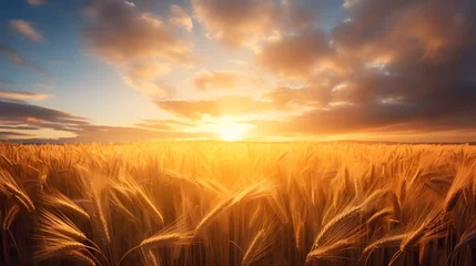 Foto op Aluminium A stunning sunrise over a field of wheats, symbolizing the new beginnings and blessings © Ziyan