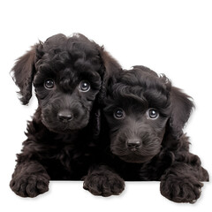 Two black poodle puppies, poodle puppy sitting, transparent background