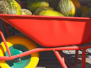 Group of water melons in a red wheelbarrow