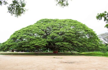 a Big Rain tree, Albzia saman