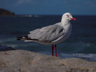 seagull on the rocks
