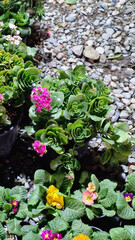 Beautiful succulent plants in the garden, close up view.