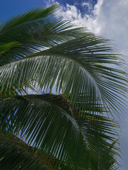 Obraz premium palm tree leaves