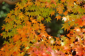 紅葉
