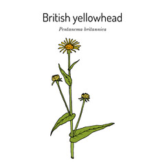 British yellowhead or meadow fleabane (Pentanema britannica), medicinal plant