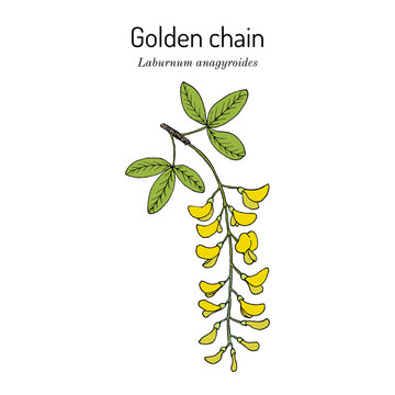 Golden chain (Laburnum anagyroides), medicinal plant