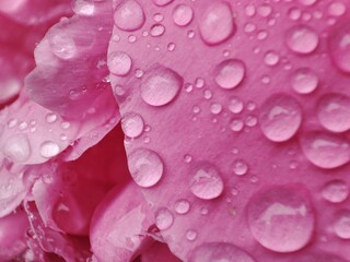beautiful droplets on the pink petals of a blooming delicate peony after rain on a summer day