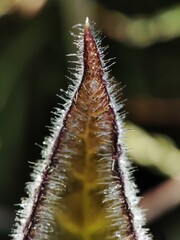 green leaf with hairs on a sunny day in early spring