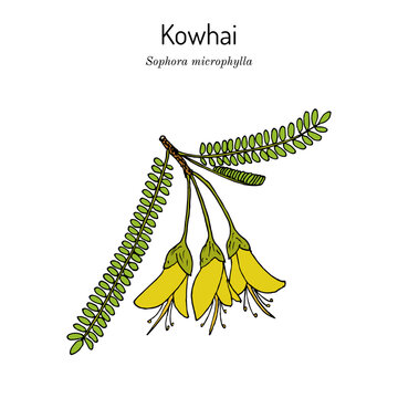 South Island Kowhai (Sophora microphylla), medicinal plant
