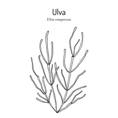 Ulva (Ulva compressa), edible and medicinal seaweed